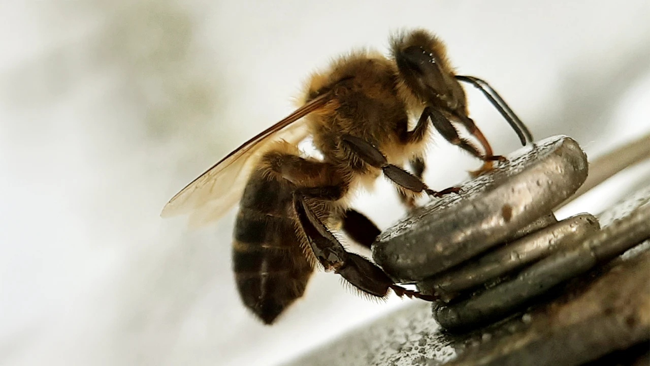Abeja obrera libando - con5colmenas