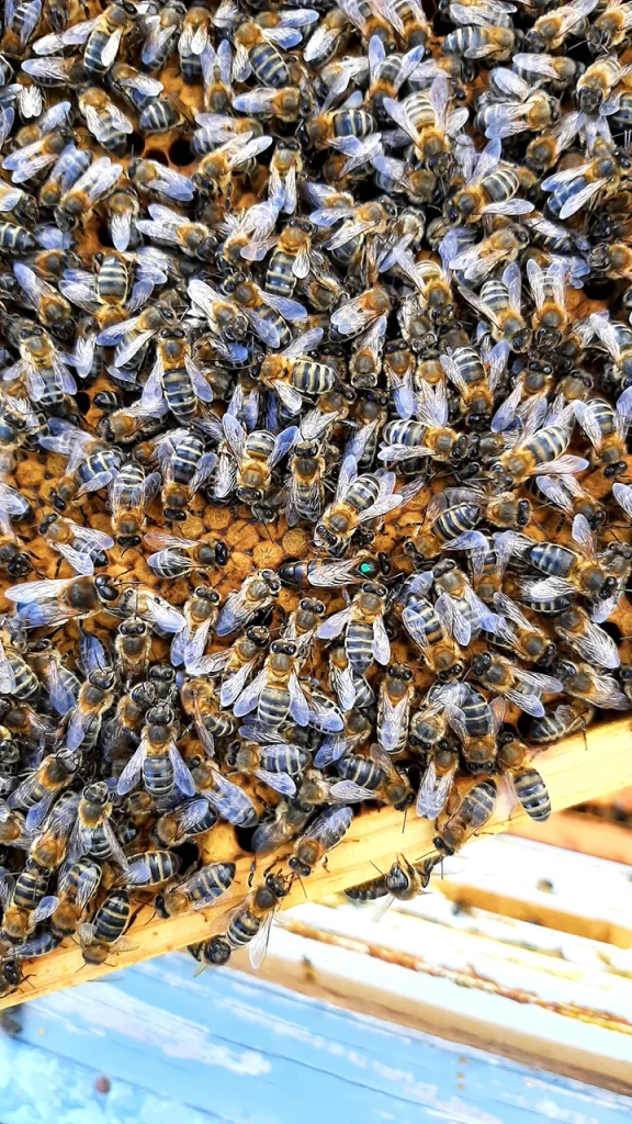 Abeja reina poniendo huevos - con5colmenas