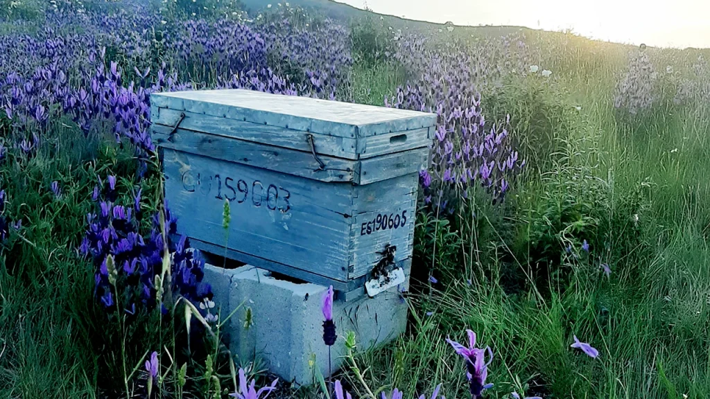 Apicultura como conectar con la naturaleza mediante las abejas