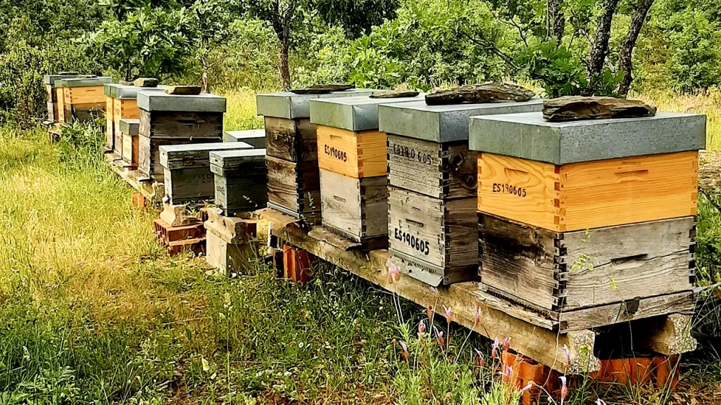 Colmenar Campillo de Ranas - con5colmenas