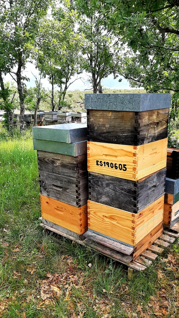 Colmenar en Campillo de Ranas - observatorio de abejas