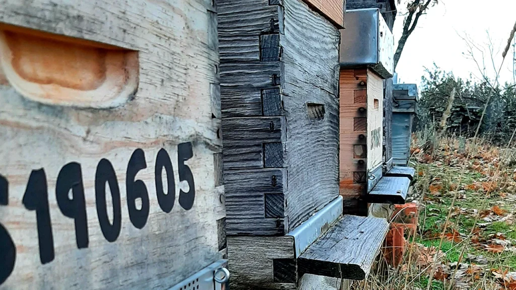 El colmenar en otoño - con5colmenas