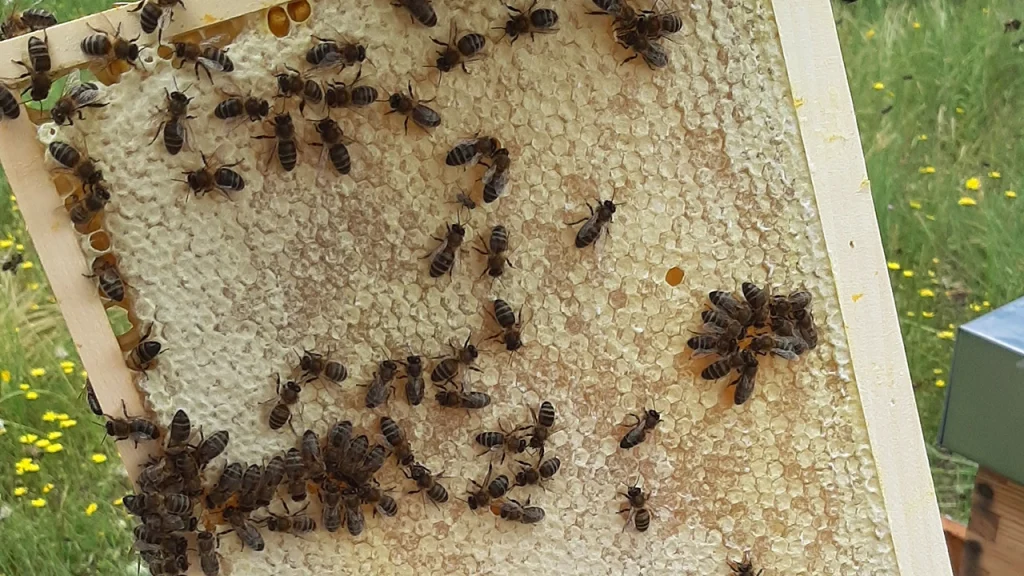 Panal de abejas con miel operculada - con5colmenas