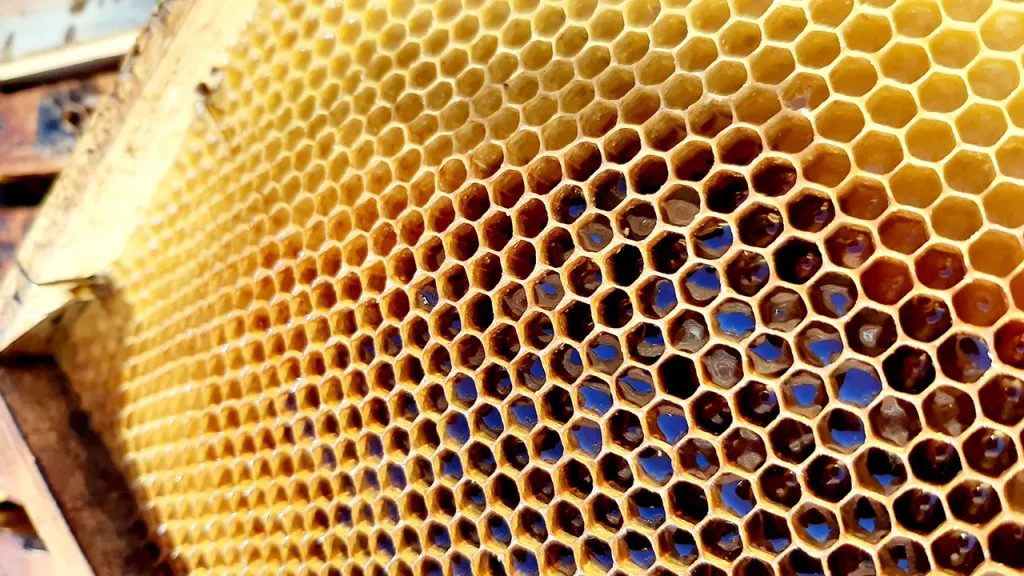 Panal de abejas en con5colmenas - Campillo de los Ranas Guadalajara