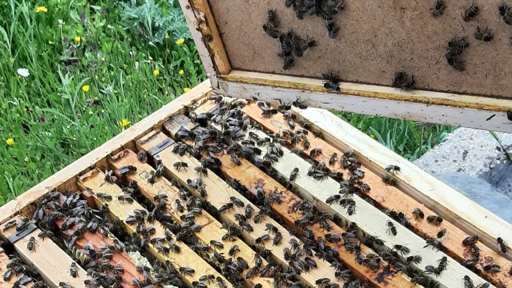 Talleres con abejas en Campillo de Ranas - Guadalajara