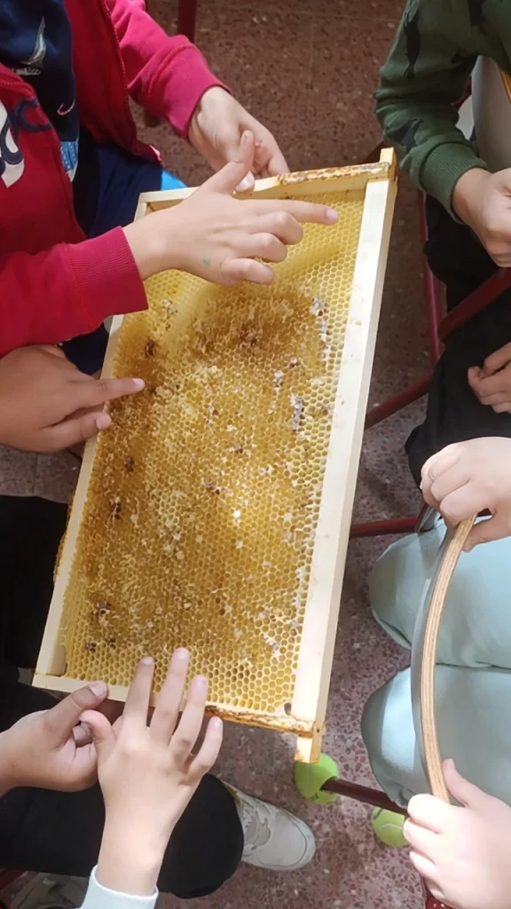 Tocando panal - con5colmenas
